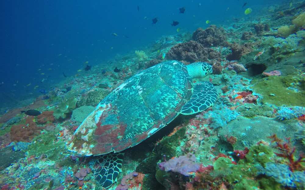 Gamat Bay Nusa Penida Bali Turtle