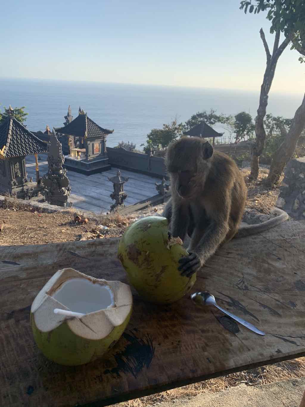 Kelingking Beach Nusa Penida Bali monkey