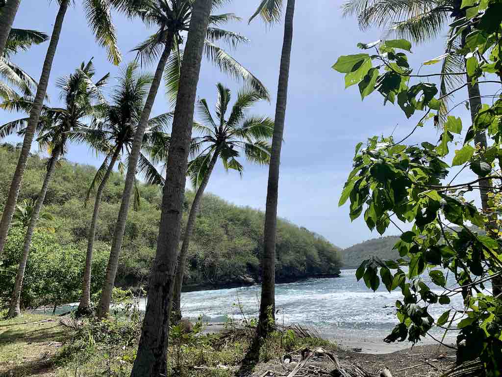 Palm trees Pantai Gamat Bay Beach Nusa Penida Bali