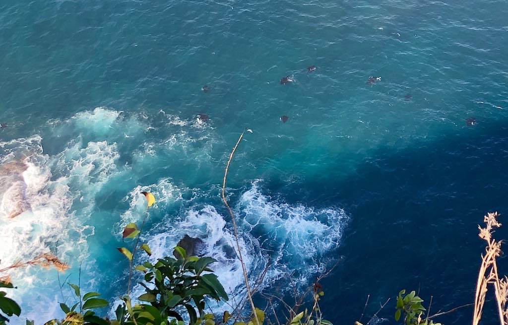 Ikan Manta terlihat dari tebing Nusa Penida Bali