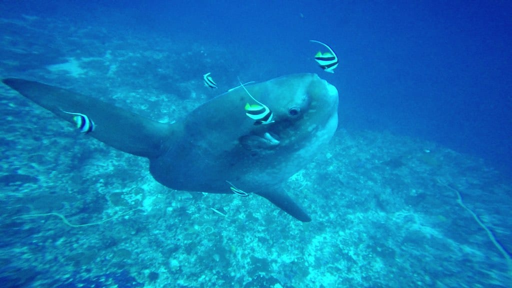 Mola Mola diving Nusa Penida Bali