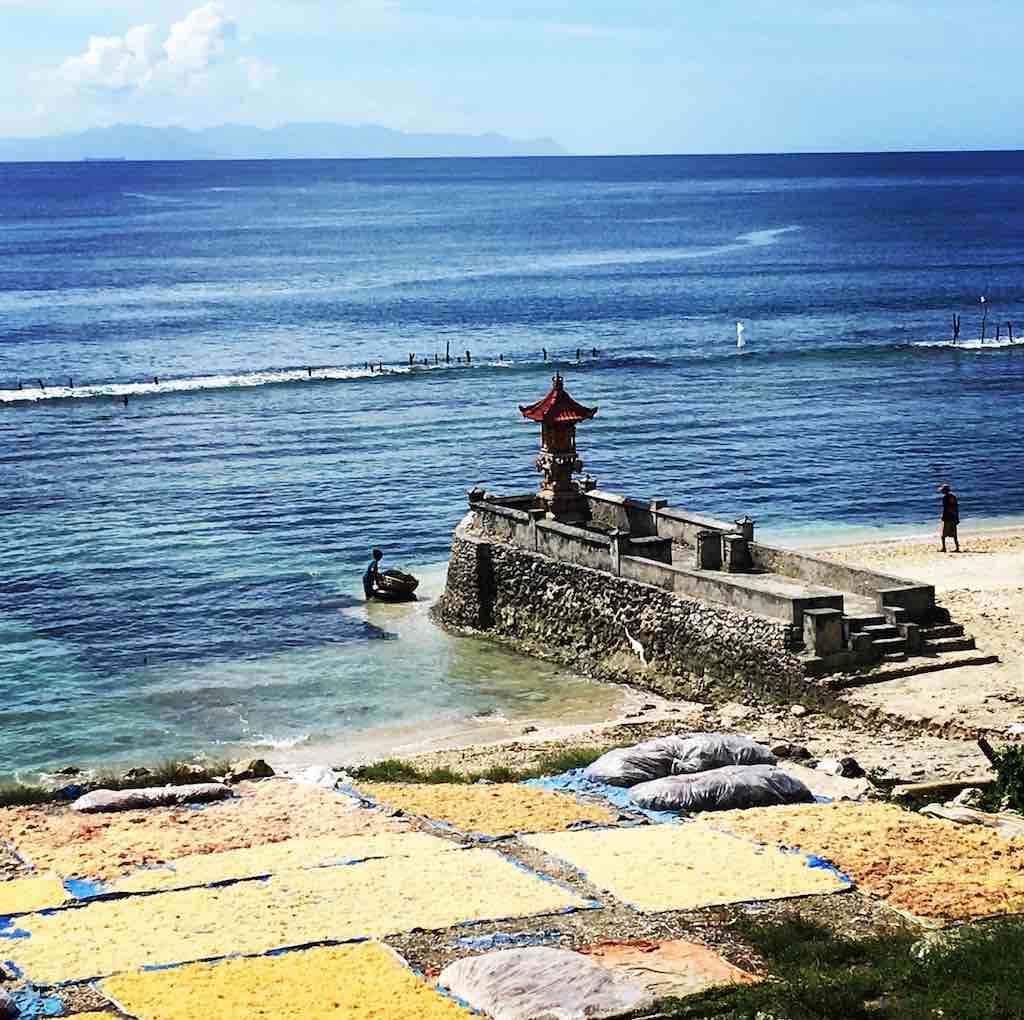 Rumput Laut di Nusa Penida Bali