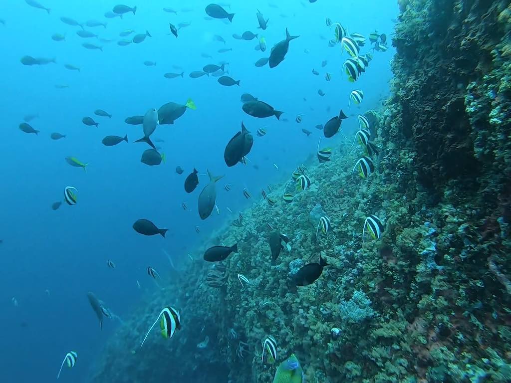 scuba diving in Nusa Penida Bali