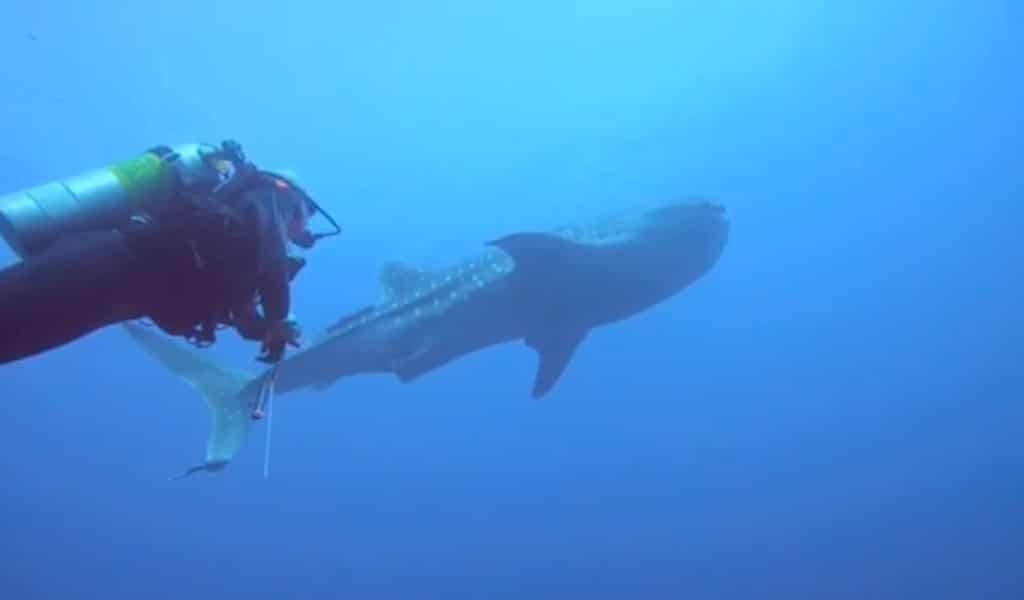 Hiu Paus dengan Warnakali pusat menyelam Nusa Penida Bali