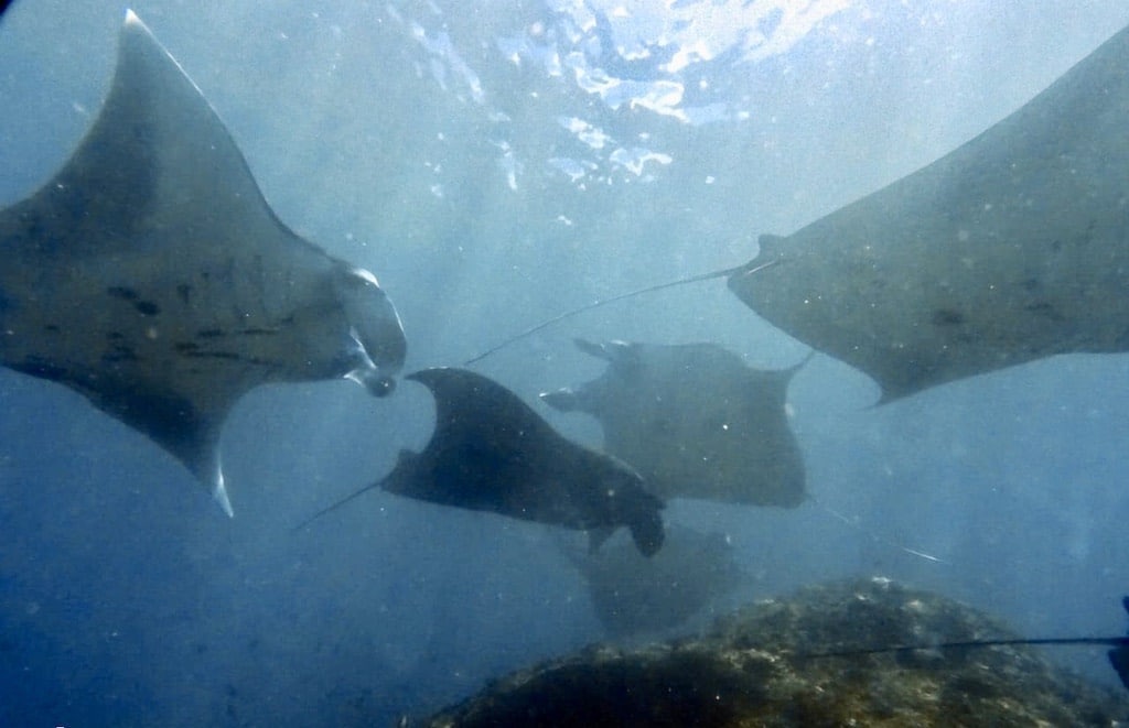 Manta point cleaning station Nusa Penida Bali