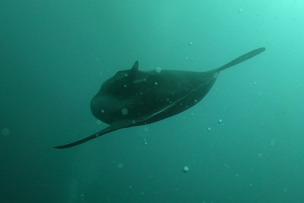 Mola Mola ikan Nusa Penida Bali