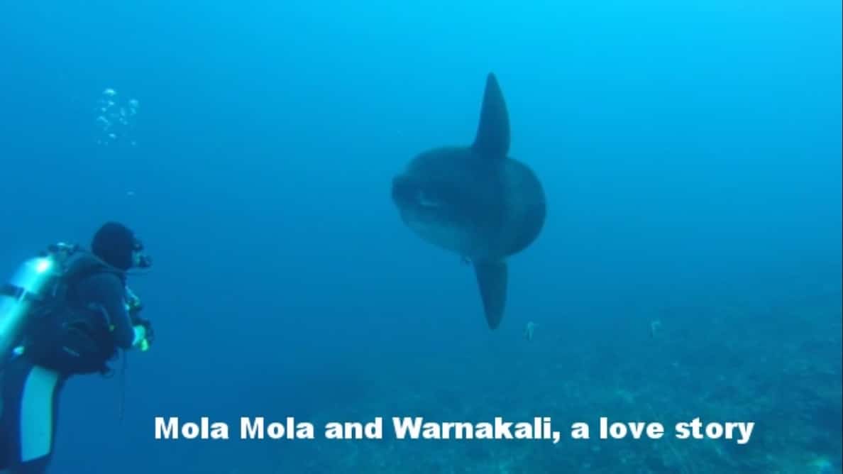 Mola Mola ikan Warnakali Nusa Penida Bali
