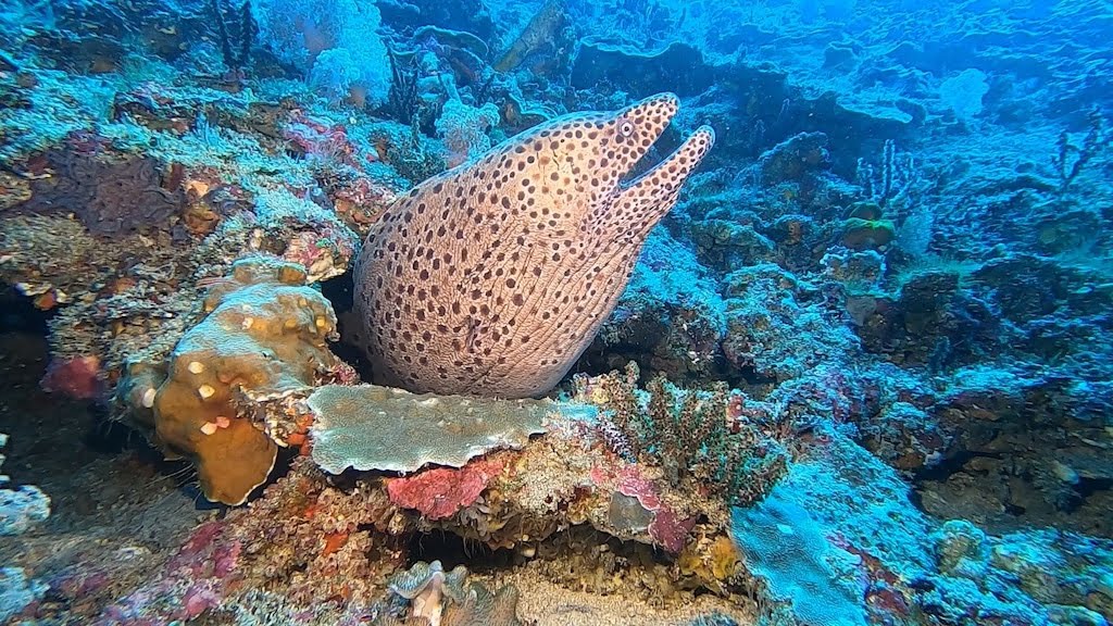 Diving Amok Nusa Penida Bali