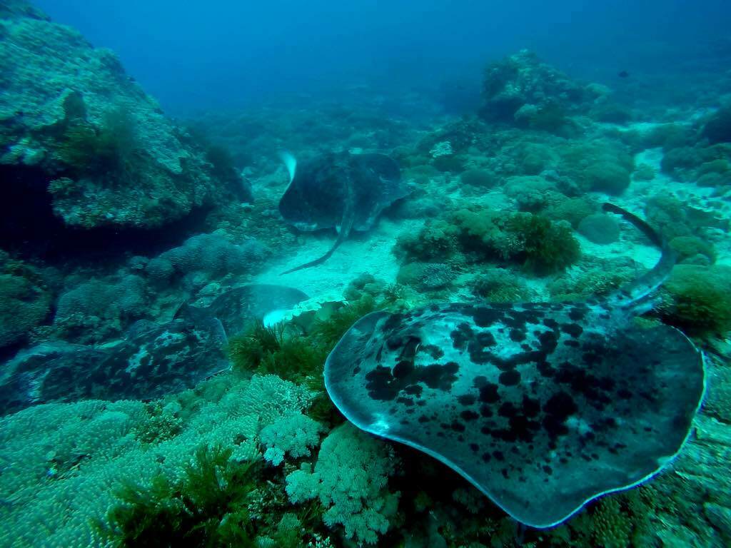 Marbled Ray diving Gamat Bay Nusa Penida Bali
