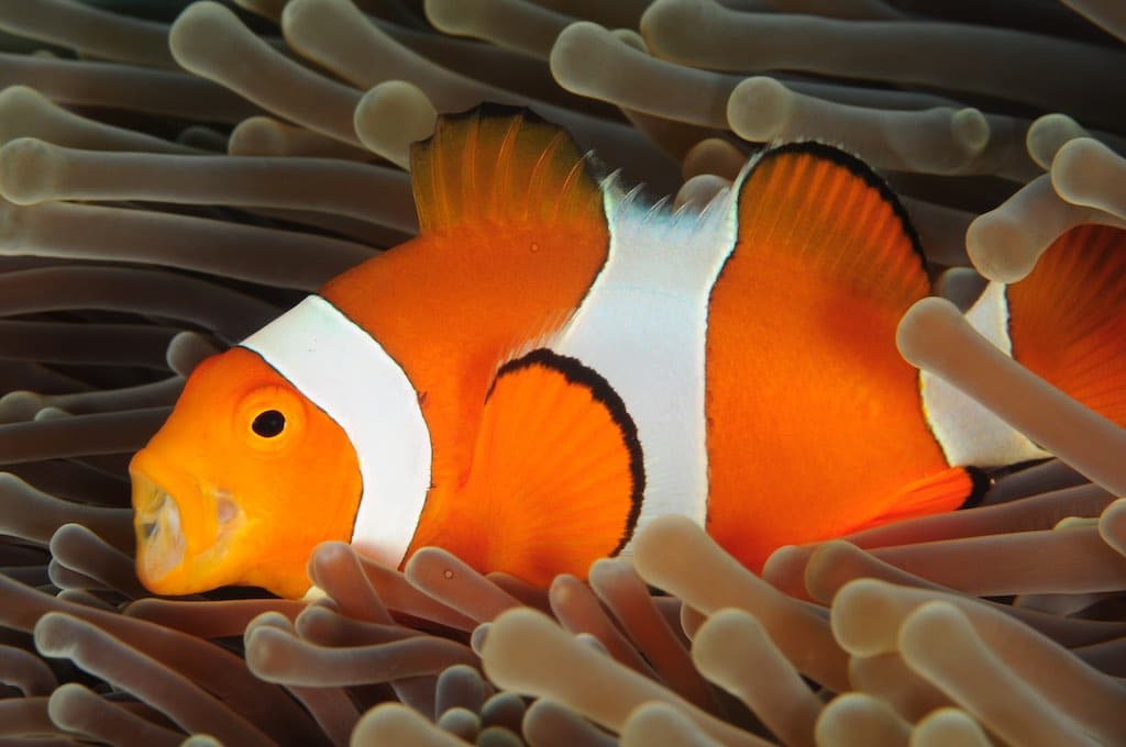 Nemo at Tugu Nusa Penida Bali