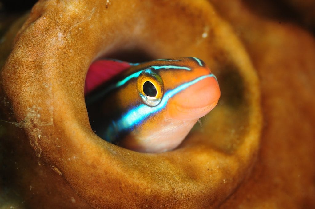 SD point dive site Nusa Penida Bali