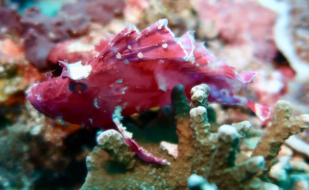 paperfish SD point Nusa Penida Bali